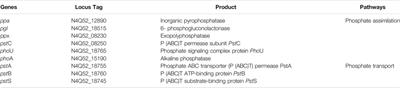 Genomic Assessment of Enterobacter mori AYS9: A Potential Plant Growth-Promoting Drought-Resistant Rhizobacteria